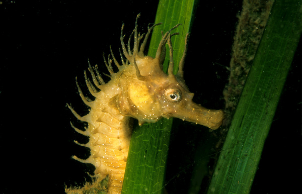Hippocampe mouchet� - Hippocampus guttulatus