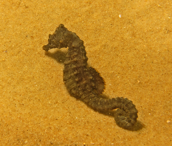 Femelle, Hippocampe � museau court - Hippocampus hippocampus