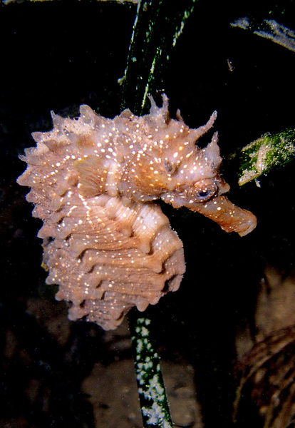 Femelle, Hippocampe mouchet� - Hippocampus guttulatus