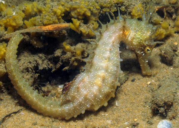 Femelle, Hippocampe mouchet� - Hippocampus guttulatus