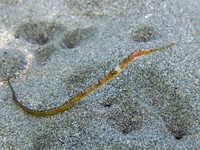 Greater pipefish - Syngnathus acus?