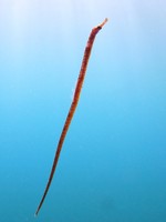 Greater pipefish - Syngnathus acus?