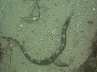 Female, Greater pipefish - Syngnathus acus
