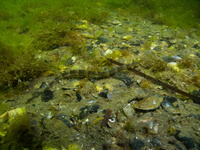 Male, Narrow-snouted pipefish - Syngnathus tenuirostris