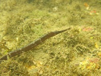 Narrow-snouted pipefish - Syngnathus cf. tenuirostris