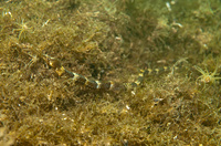 Narrow-snouted pipefish - Syngnathus tenuirostris