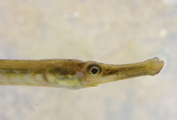 Male, Lesser pipefish - Syngnathus rostellatus