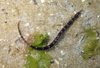 Syngnathe de lagune - Syngnathus abaster