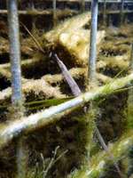 Female, Black-striped pipefish - Syngnathus abaster