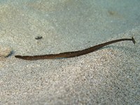Male, Black-striped pipefish - Syngnathus abaster