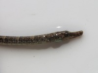 Black-striped pipefish - Syngnathus abaster