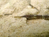 Adriatic pipefish - Syngnathus taenionotus