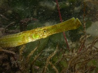 Mâle, Siphonostome atlantique - Syngnathus typhle typhle