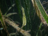 Male, Atlantic deep-snouted pipefish - Syngnathus typhle typhle