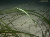 Atlantic deep-snouted pipefish - Syngnathus typhle typhle