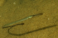 Atlantic deep-snouted pipefish - Syngnathus typhle typhle