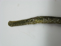 Female, Deep-snouted pipefish - Syngnathus typhle