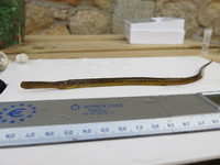 Male, Mediterranean deep-snouted pipefish - Syngnathus typhle rondeleti