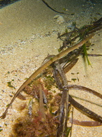 Male, Mediterranean deep-snouted pipefish - Syngnathus typhle rondeleti