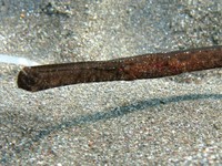 Mediterranean deep-snouted pipefish - Syngnathus typhle rondeleti
