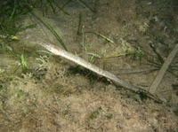 Mediterranean deep-snouted pipefish - Syngnathus typhle rondeleti