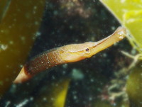Snake pipefish - Entelurus aequoreus