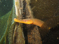 Snake pipefish - Entelurus aequoreus