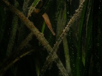 Male, Snake pipefish - Entelurus aequoreus