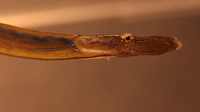 Straightnose pipefish - Nerophis ophidion