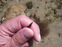 Worm pipefish - Nerophis lumbriciformis