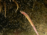 Worm pipefish - Nerophis lumbriciformis