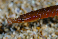 Female, Spotted worm pipefish - Nerophis maculatus