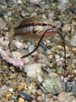 Spotted worm pipefish - Nerophis maculatus