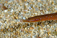 Female, Spotted worm pipefish - Nerophis maculatus