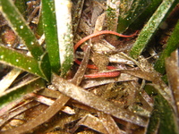Spotted worm pipefish - Nerophis maculatus