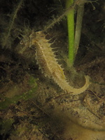 Hippocampe moucheté - Hippocampus guttulatus