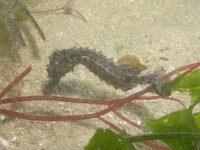 Hippocampe moucheté - Hippocampus guttulatus