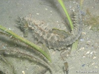 Femelle, Hippocampe moucheté - Hippocampus guttulatus, Bretagne