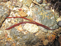 Nérophis lombricoïde - Nerophis lumbriciformis