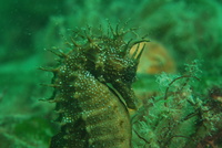 Mâle, Hippocampe moucheté - Hippocampus guttulatus