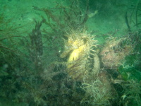 Hippocampe moucheté - Hippocampus guttulatus