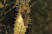 Hippocampe moucheté - Hippocampus guttulatus