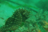 Mâle, Hippocampe moucheté - Hippocampus guttulatus