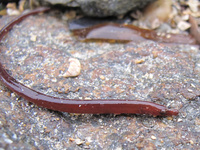 Nérophis lombricoïde - Nerophis lumbriciformis