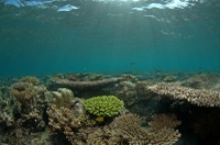 Reef flat in Ras Korali