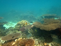 Corals in the Aquarium site