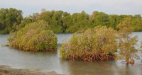 In the mangrove of Moucha island