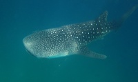 Whale shark, Rincodon typus