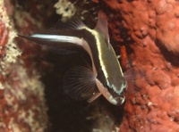 Pseudochromis sankeyi