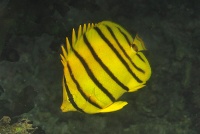 Chaetodon octofasciatus - Lembeh Resort House Reef